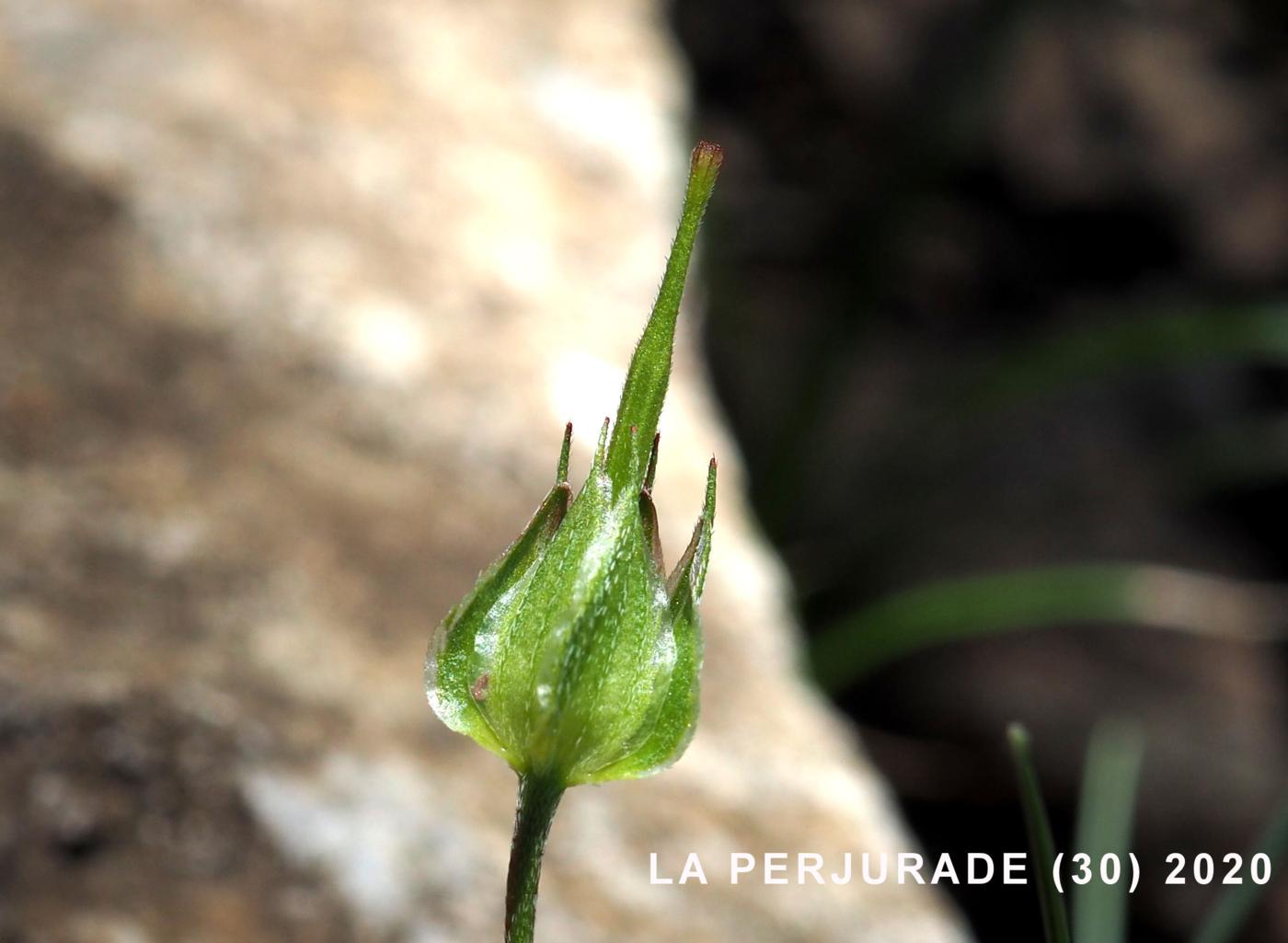 Cranesbill, Long-stalked fruit